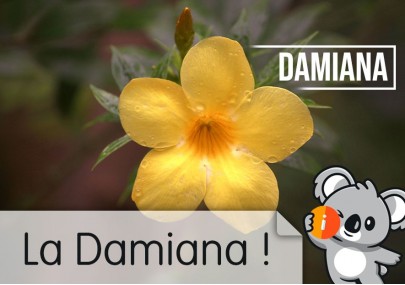 Damiana : avis et effet de cette plante aphrodisiaque à fumer, où en acheter