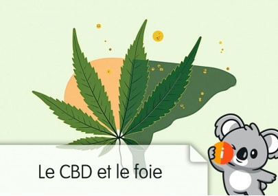 CBD et foie : quels effets sur la santé hépatique ? Risques, conseils