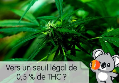 Vers un seuil légal de 0,5 % de THC pour le chanvre industriel en Europe ?