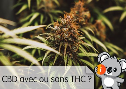 CBD avec ou sans THC ? Différences, douleurs, pour se relaxer, conduite