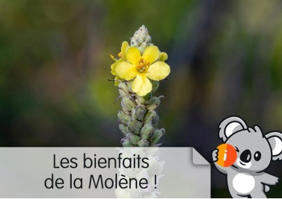 La plante de molène : avis et effet, substitut tabac à fumer, feuilles séchées bienfaits