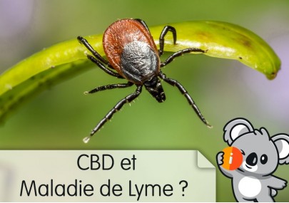 CBD et Maladie de Lyme : avis effet, symptômes, traitement maladie auto-immune