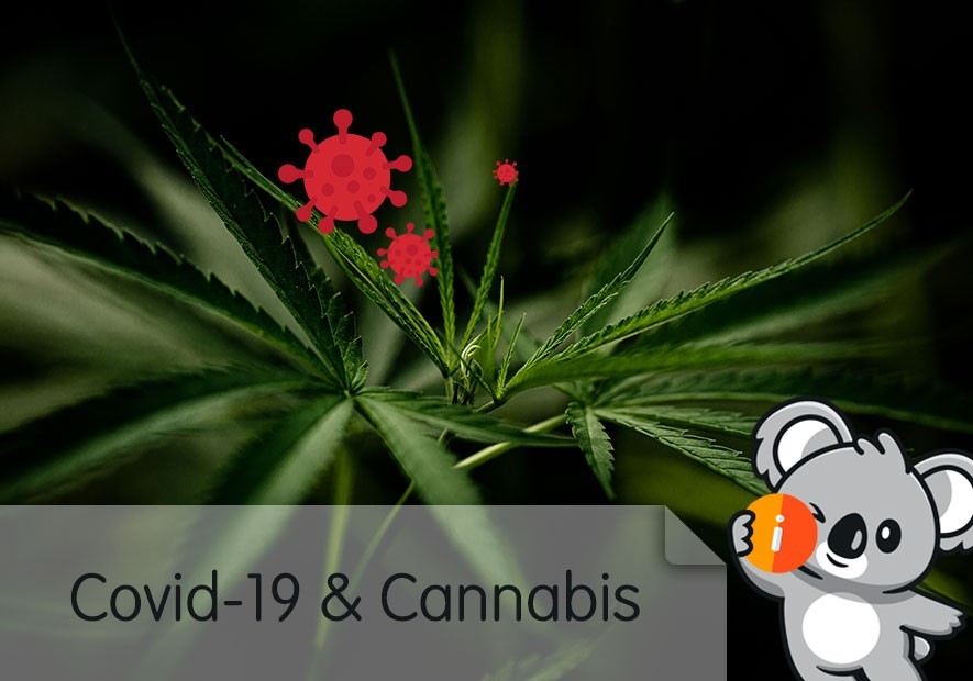 CBD et Covid : cannabis | thc, des effets contre le coronavirus ?