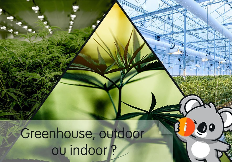 Culture du CBD :  différence indoor | outdoor ou greenhouse, la meilleure ?