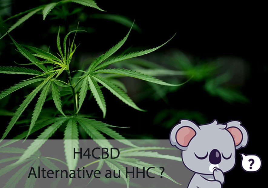 H4CBD alternative au HHC ? Légal ou interdit France ?