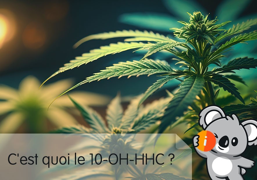 10 OH HHC : avis et effet nouveau remplacement HHC, CBD plus fort