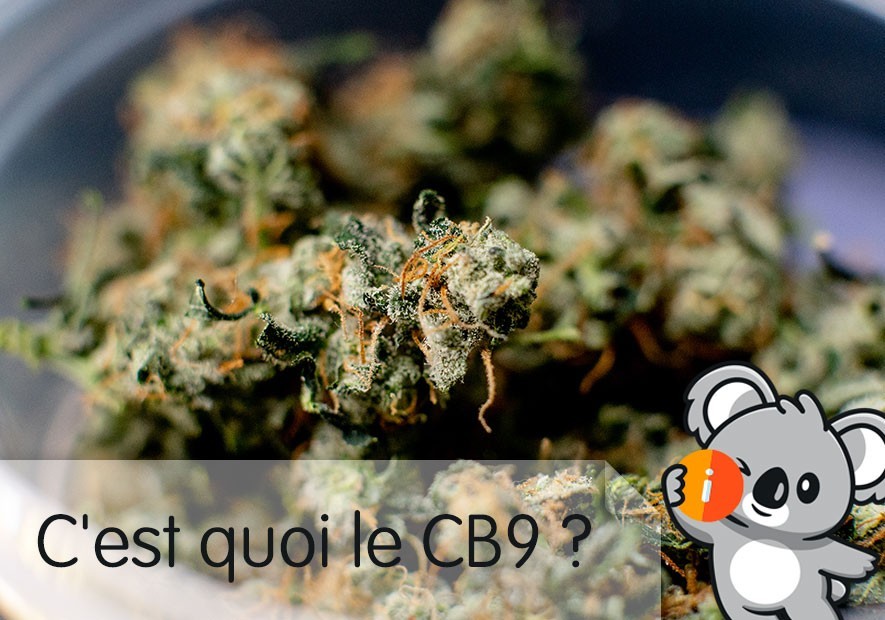 CBD CB9 : avis et effet nouveau cannabinoïde psychoactif légal