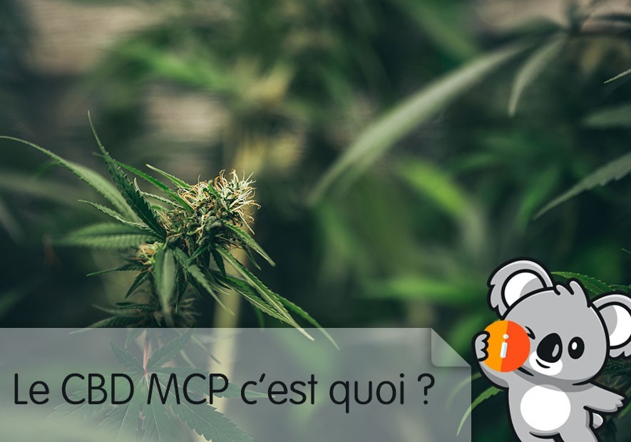  CBD MCPN MCPB: avis, effet nouvelle molécule puissante et légale