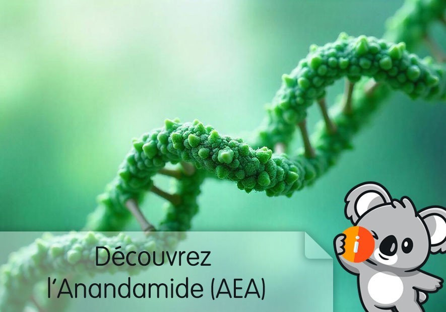 Anandamide : avis AEA nouveau cbd le plus fort THC naturel, effet